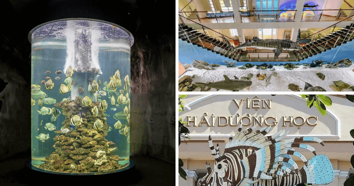 Viện Hải dương học Nha Trang - Điểm Đến Khoa Học Biển Hấp Dẫn Tại Việt Nam | Ayago Việt Nam Viện Hải dương học Nha Trang - Điểm Đến Khoa Học Biển Hấp Dẫn Tại Việt Nam